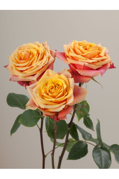 Троянда Черрі Бренді під зріз